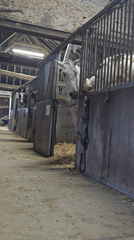 Three horses observed in stables in Estaimpuis, Belgium