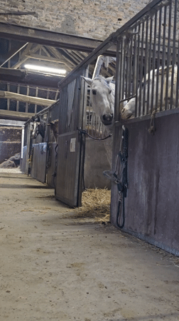 Three horses observed in stables in Estaimpuis, Belgium
