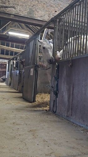 Three horses observed in stables in Estaimpuis, Belgium