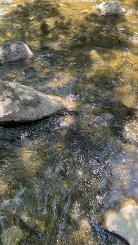 The video shows a shallow, rocky stream flowing through a sun-dappled forest. The water is clear and reflects the sunlight, creating shimmering patterns on the riverbed. Smooth, grey stones of various sizes are visible both in and out of the water. Lush green trees and foliage line the banks of the stream, casting shadows that dance across the water's surface. The overall impression is one of a serene and natural environment.