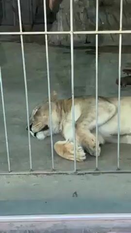 The video shows a lioness asleep in a cage, viewed through the bars. The lioness is lying on her side on a concrete floor, facing left.  In the background, behind the lioness, there's an elevated area with rock-like features. In the top right corner there's a small piece of wood.