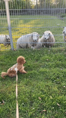 Dog encounters sheep through fence in Marum, Netherlands