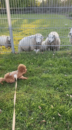 Dog encounters sheep through fence in Marum, Netherlands