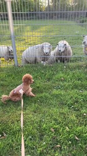 Dog encounters sheep through fence in Marum, Netherlands