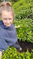 Woman visits Vietnamese tea plantations in Mộc Châu region