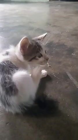 A kitten with white and grey patches shakes its head. The kitten then runs across a concrete floor. A person wearing blue jeans stands with their feet apart. The kitten walks around the person's legs, rubbing against their foot. Another kitten, mostly white with brown markings, also walks near the person's feet.