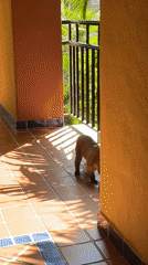 Tourist captures wildlife and locals in Playa del Carmen