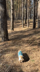 Dog walked through pine forest in Chaikovsky, Russia