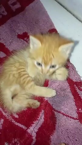 Certainly! Here's a detailed description of the video:

**Scene:** The video features a small, ginger kitten resting on a patterned bath mat. The mat has a base of pink and purple with a red pattern overlay.

**Kitten:** The kitten has a fuzzy, ginger coat with distinct tabby stripes. It has pale blue eyes and appears quite young. It's lying down and grooming its paw, occasionally glancing towards the camera.

**Environment:** The corner of a tiled wall is visible in the background. The lighting is somewhat dim.

**Camera:** The camera appears to be handheld and stays relatively still, capturing the kitten's grooming behavior.