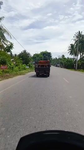 A brown cow is being transported in the bed of a black pickup truck on a paved road. The truck is moving forward, and the cow is standing facing forward, looking to the side. The truck bed has a metal cage-like structure around it. The road is lined with trees and vegetation on both sides. The sky is cloudy. The video appears to be shot from another vehicle moving behind the truck.