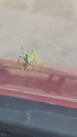 A green grasshopper is shown on a shiny red surface. The grasshopper is facing left with its front legs on the surface and its back legs extended. The grasshopper appears to be eating something. The reflection of the grasshopper is visible on the red surface. The background is blurred and appears to be outdoors, with a body of water and sand visible. The video is shot from a slight angle, looking down at the grasshopper.