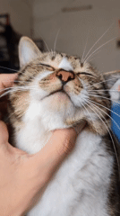 Quiet morning moment with pet cat in Shunde apartment