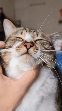 Quiet morning moment with pet cat in Shunde apartment