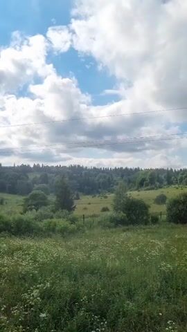 The video shows a slightly shaky, outdoor, eye-level shot of a vast, green meadow filled with small white flowers. In the foreground, the grass is taller and denser. In the middle ground, there are scattered trees and bushes, and the terrain gently slopes upwards. The background consists of a dense, dark green forest. Above, a bright blue sky is visible with scattered, fluffy white clouds. Overhead, two parallel black wires stretch horizontally across the frame. The video appears to be taken from a moving vehicle or while someone is walking, indicated by the slight camera shake and the subtle shift in perspective. The lighting suggests it is daytime, likely sunny with some cloud cover.