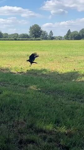 A bird is captured mid-flight in a grassy field under a bright blue sky with scattered white clouds. The bird appears to be dark in color and is flying away from the camera. The field is green with some patches of dry grass and is bordered by a line of trees in the background. A power line tower is visible in the distance to the right of the frame. The sun is shining, casting shadows on the grass.