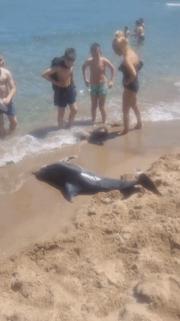 Dead dolphin draws beachgoers' attention on Sinemorets shore