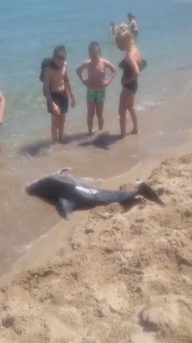 Dead dolphin draws beachgoers' attention on Sinemorets shore