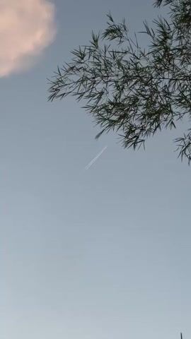 A video clip shows a pale blue sky with a light pink cloud on the upper left. The branches of a green plant hang over the sky from the upper right. A white contrail from an airplane is visible in the sky below the branches. The video has a vertical aspect ratio.