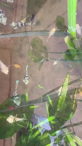 A close-up shot captures a school of small, colorful fish swimming in a clean aquarium. The fish, varying in shades of white, black, and orange, dart and weave through lush green aquatic plants. The camera angle provides a clear view of the fish and their environment, highlighting the vibrant ecosystem within the tank. The water appears clear and still, creating a serene atmosphere for the aquatic life.
