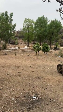 In a wide shot taken outdoors, two people carry bundles of green leafy vegetation, making them appear as if they are walking bushes. They are walking from the center towards the right of the frame, across a dirt field with sparse vegetation. In the background, there are trees, rocks, and what appears to be a graveyard with white markers. The sky is overcast, giving a diffused light to the scene. The video is stable, with no camera movement.