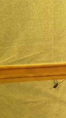 The video shows a spider with long, thin legs walking on a yellow fabric. The spider is dark brown and appears to be moving from left to right. The fabric has a seam running horizontally across the middle of the frame. The lighting is bright and appears to be coming from above.