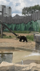 Zoo visit captured in Perm, Russia with bears and wildlife