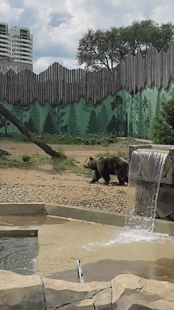 Zoo visit captured in Perm, Russia with bears and wildlife