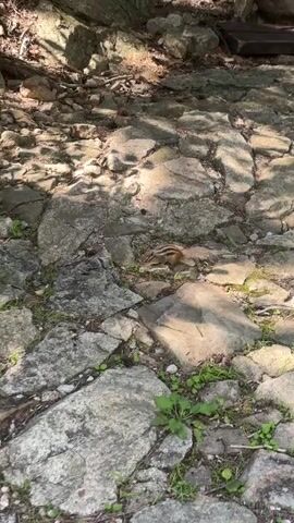 This video captures a natural scene in Sokcho-si, South Korea. The primary subject is a chipmunk foraging on a rocky, sun-dappled ground with sparse green vegetation. The chipmunk is small and striped, characteristic of its species. The setting appears to be an outdoor area with large, grey rocks and dirt pathways, suggesting a trail or a natural park. Sunlight filters through trees, casting shadows on the rocks, indicating it's daytime, likely morning or afternoon.

The camera then pans to show more of the surrounding environment. In one shot, a blurry section of a dark structure, possibly a small building or booth, is visible on the left. A yellow sign with Korean text is affixed to it, though the text is largely illegible due to the blur. Following this, the camera moves to reveal a lush, green hillside covered in trees and foliage, with a small pine tree growing from a rocky outcrop.

The video concludes with a wider view of a rocky creek bed. Water flows gently over smooth, grey stones. The area is surrounded by more greenery and large rocks, further emphasizing the natural, mountainous landscape of Sokcho-si. There are no people visible in the video. The overall mood is peaceful and observational, focusing on the wildlife and the serene natural beauty of the location.