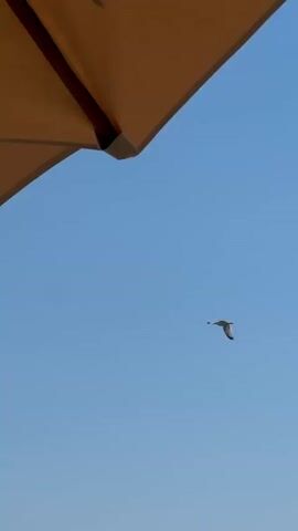 A bird is flying across a clear blue sky, with a portion of an umbrella visible in the upper left corner of the frame.