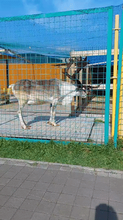 Animals at a small zoo in Yelizovo, Kamchatka