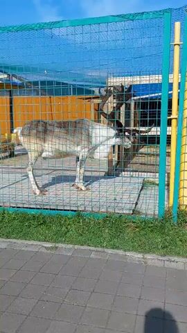 A reindeer stands in an enclosure behind a blue net fence. The reindeer has brown and white fur and large antlers. It is standing on a wooden platform. Outside the enclosure, there is green grass and a paved walkway. The sky is blue with some clouds. The video is shaky and appears to be taken by someone walking.