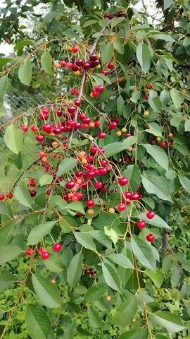 The video shows a close-up of a cherry tree branch laden with ripe cherries. The cherries are a deep red color, with some appearing lighter red and yellow, indicating varying stages of ripeness. They are clustered along the branch, hanging from thin stems. Lush green leaves surround the cherries, creating a vibrant contrast. The background is slightly blurred, suggesting a natural outdoor setting, possibly a garden or orchard, with hints of other greenery and foliage. The camera appears to be held steady, focusing on the bounty of the cherry tree. There are no people or animals visible in the frame. The lighting suggests it is daytime, with natural light illuminating the scene. The overall impression is one of abundance and the natural beauty of a fruit-bearing tree.