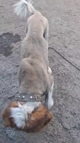 The video shows a light gray dog with its fur shaved, except for a tuft of white fur on its head. The dog is wearing a spiked collar and is standing on a dirt or gravel surface. A person's bare legs and feet, wearing black sandals, are visible in the lower part of the frame. In one shot, a second dog with brown and white fur is partially visible, sniffing the shaved dog. The environment appears to be outdoors, with a rough, uneven ground.