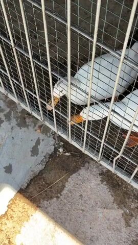 Two white ducks with orange beaks are visible behind a metal cage. The ducks are looking down and pecking at something on the ground. The ground appears to be a mixture of concrete and dirt. The cage bars are vertical and horizontal, forming a grid. The lighting suggests it is daytime, possibly outdoors.