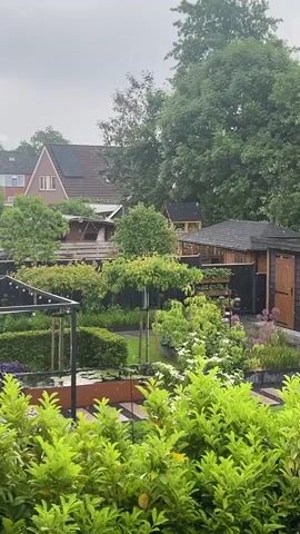 The video displays a static shot of a lush, well-maintained garden in Uithuizermeeden, Netherlands, on an overcast day. The foreground features vibrant green shrubs with bright green leaves, with a path of light-colored, rectangular stone slabs partially visible beneath them.

Beyond the foreground, the garden is meticulously designed with various types of plants, including neatly trimmed hedges forming geometric shapes, and a mix of flowering plants, some with white blooms. A dark, possibly metal, structure that appears to be a pergola or framework for string lights is visible on the left side of the garden. Raised garden beds or planters are also integrated into the design.

Towards the right side of the frame, a dark wooden shed with a black roof stands out amidst the greenery. In the background, a residential house with a reddish-brown roof and visible solar panels is partially obscured by trees and other structures. Large, mature trees with dense foliage dominate the distant background, adding to the verdant feel of the scene. The sky is uniformly cloudy, suggesting an overcast day, and the overall damp appearance of the garden elements indicates recent rainfall or high humidity. No people are visible, and no specific activities are taking place, presenting a tranquil and still view of the garden.