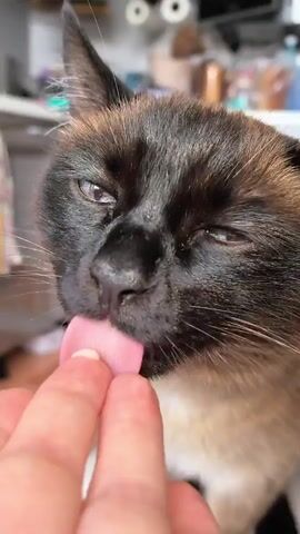 A close-up video shows a Siamese cat being fed a treat by a human finger. The cat's eyes are mostly closed as it licks the treat from the finger. The background is blurred but appears to be an indoor setting with some shelves and objects. The cat's fur is a mix of brown and cream.