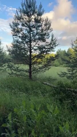 The video shows a panning view of a grassy field with several pine trees and a birch tree. The sky is blue with white clouds. The grass is tall and green, and the trees appear to be in a forest or park setting. There are no people or animals visible in the video. The lighting suggests it is either early morning or late afternoon.