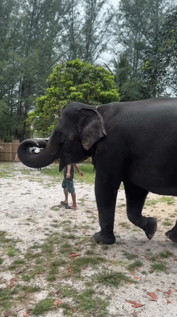 Adult and juvenile elephants at a Thai sanctuary enclosure