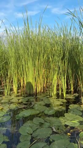 A vertical, low-angle shot shows tall green reeds on the left and center, reaching towards a blue sky with white clouds. The reeds are densely packed and sway gently. In the foreground, lily pads float on dark water. A shadow is cast on the reeds, suggesting the presence of an object or person out of frame. The lighting suggests it is daytime, possibly late afternoon given the warm glow on the reeds.