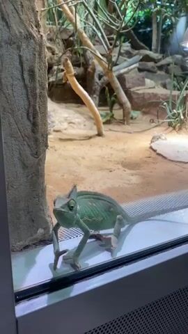 A green chameleon is positioned on a ledge in front of a glass enclosure. The chameleon's head is turned to the left, and its mouth is open. Behind the chameleon, the enclosure contains sand, rocks, and branches, with lush green foliage visible in the background. A light fixture hangs from the top right of the enclosure.