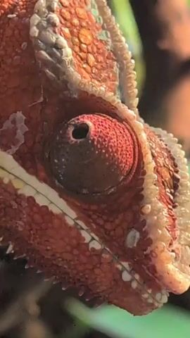 The video shows a close-up of a chameleon's eye, which is red and textured. The eye appears to be moving slightly, with the pupil changing in size. The chameleon's skin is visible around the eye, showing a pattern of scales and some white markings. The background is blurred, but appears to be green foliage, suggesting the chameleon is in a natural environment. The lighting is bright and seems to be natural sunlight.