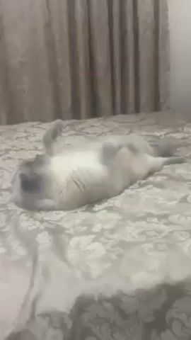 A medium shot shows a gray and white cat lying on its back on a bed covered in a gray paisley patterned blanket. The cat has its legs extended upward. It then rolls over to its stomach with its paws extended. Behind the cat, there are tan-colored curtains.