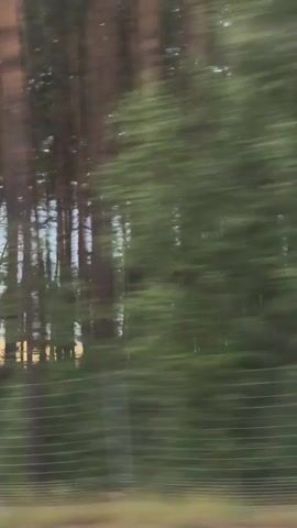 The video shows a view from a moving vehicle, likely a car or train, looking out at a wooded landscape. The motion blur suggests speed. The trees are tall and appear to be pine trees. The foliage is dense and green. There is a fence visible in the foreground, and what looks like a road with traffic signs in the distance. The sky is cloudy, with some hints of a setting sun casting a warm glow. The overall scene is natural and tranquil, despite the motion.
