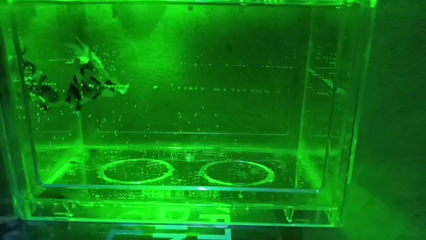 The video displays two betta fish in a transparent aquarium. The aquarium is illuminated by green and blue lights, creating a vibrant, underwater atmosphere. The fish are swimming and interacting within their confined space. The camera angles shift, offering different perspectives of the aquarium and its inhabitants. The footage is clear and focused, allowing for a detailed observation of the fish's movements and coloration. The overall presentation is simple yet captivating, highlighting the beauty and grace of these aquatic creatures.