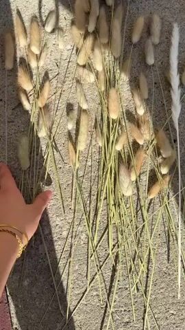 A person's hand, adorned with a silver ring and two gold bracelets, is shown moving across various bundles of dried grasses and reeds laid out on a light grey concrete surface. The scene is outdoors, illuminated by bright sunlight, casting distinct shadows. The hand first touches a cluster of light brown, fluffy "bunny tail" grasses, then moves to a group of white, feathery pampas-like grasses, and finally rests on a bundle of darker, brownish-purple feathery reeds. The person appears to be inspecting or arranging the dried decorative plants.
