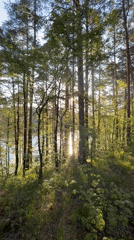 Forest boardwalk and lakeside structures documented at Zolotoi Plyazh