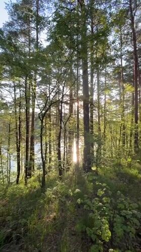 Forest boardwalk and lakeside structures documented at Zolotoi Plyazh
