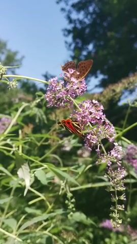 A close-up, low-angle shot shows two butterflies perched on a flowering bush. The butterfly on top is brown with intricate patterns. The butterfly below is red with black stripes. The bush has clusters of small, light purple flowers and green leaves. The background is blurred, showing trees and a bright blue sky. The scene is lit by natural sunlight.