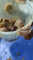 Person collects snails in plastic bucket in Kratovo