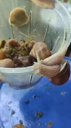 Person collects snails in plastic bucket in Kratovo